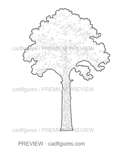 Preview: Black pine