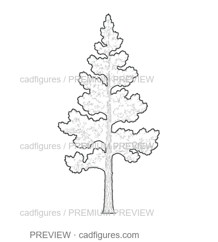Preview: Black pine · young tree
