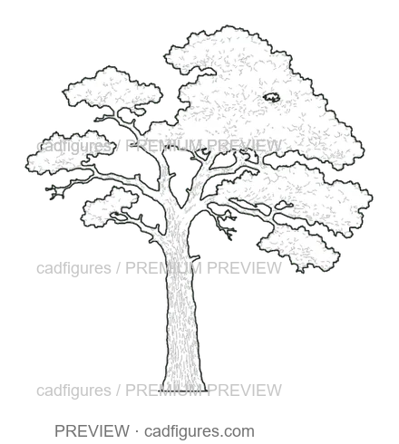 Preview: Black pine · open asymmetric crown