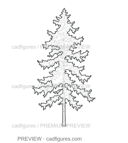 Preview: European larch