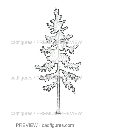 Preview: European larch · young tree