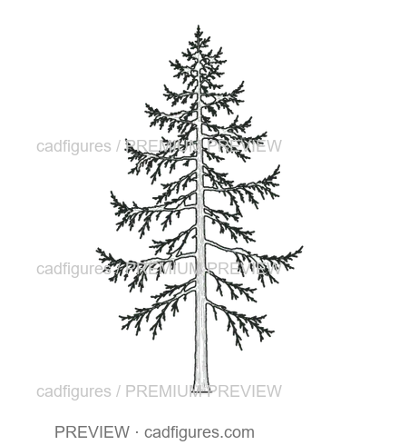 Preview: European larch · winter branches