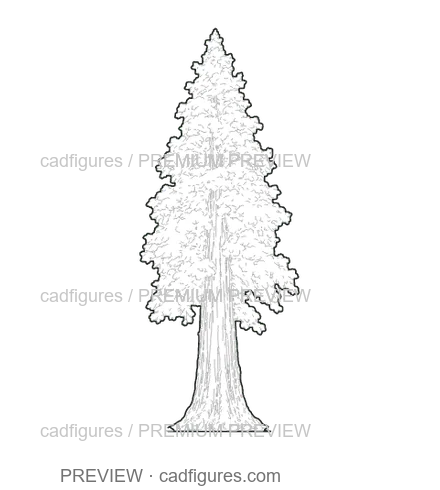Preview: Giant sequoia