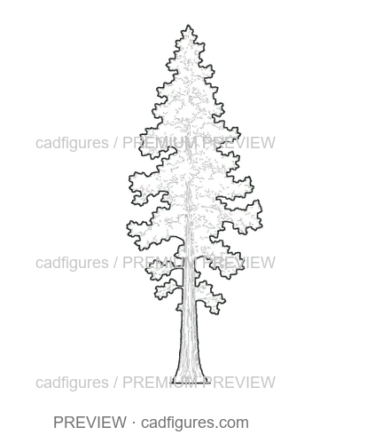 Preview: Giant sequoia · young tree