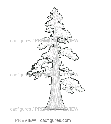 Preview: Giant sequoia · open tiered branches