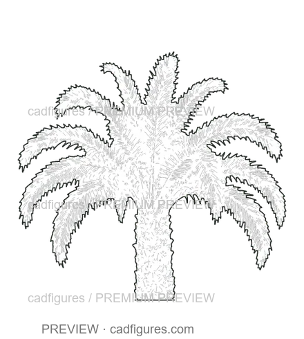 Preview: Canary Island date palm · young tree