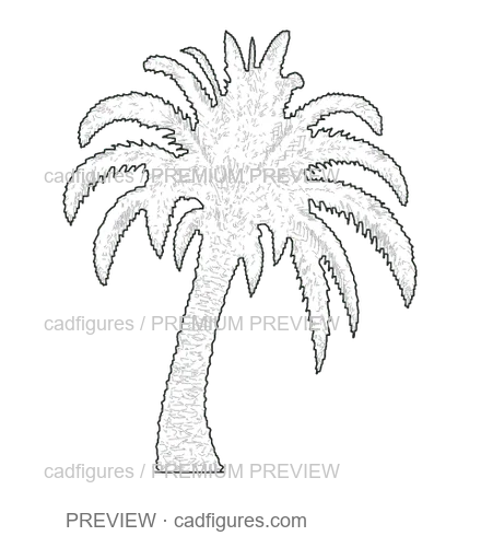 Preview: Canary Island date palm · leaning open crown