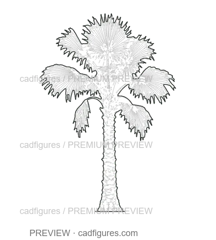 Preview: Mexican fan palm · young tree