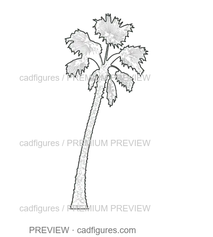 Preview: Mexican fan palm · leaning open crown