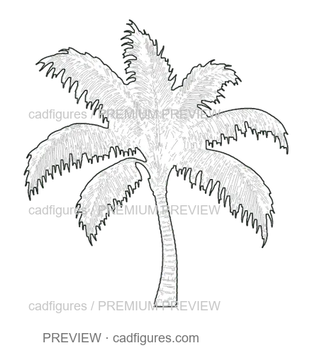 Preview: Coconut palm · young tree