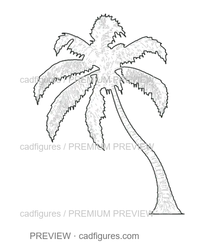 Preview: Coconut palm · leaning open crown