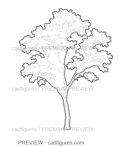 Preview: Jacaranda · young tree