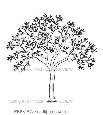 Preview: Jacaranda · winter branches