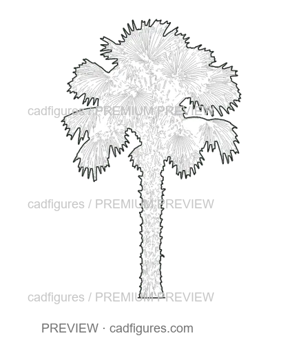 Preview: Chinese windmill palm