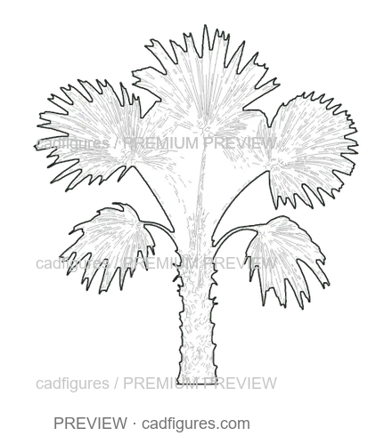 Preview: Chinese windmill palm · young tree