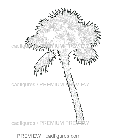 Preview: Chinese windmill palm · leaning open crown