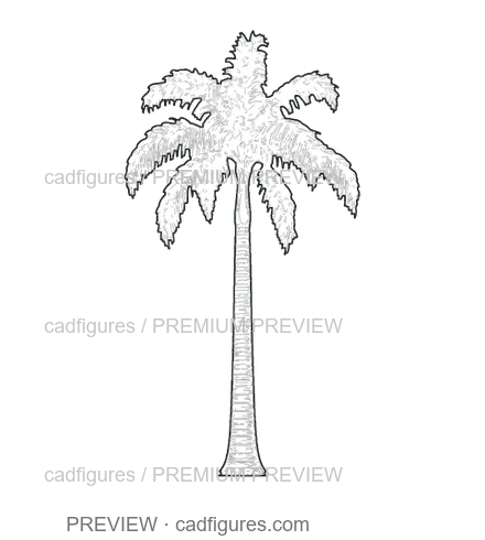 Preview: Royal palm