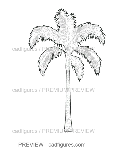 Preview: Royal palm · young tree