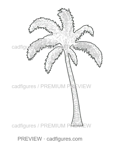 Preview: Royal palm · leaning open crown