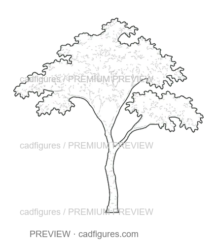 Preview: Flamboyant · young tree