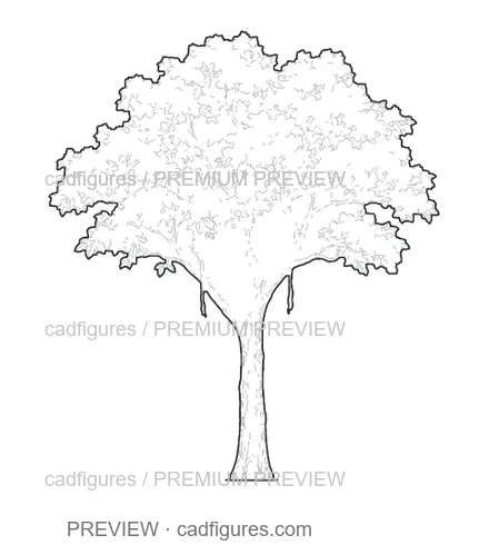 Preview: Banyan · young tree