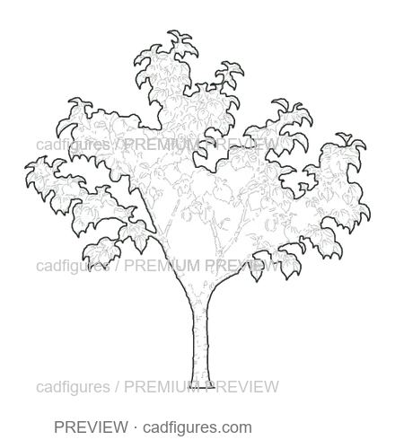 Preview: Apricot tree · young tree