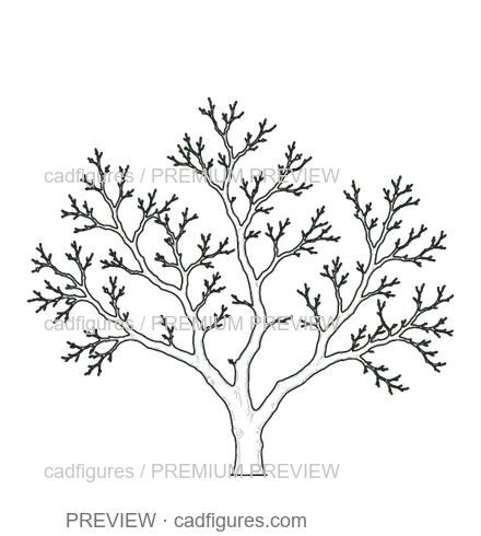 Preview: Apricot tree · winter branches