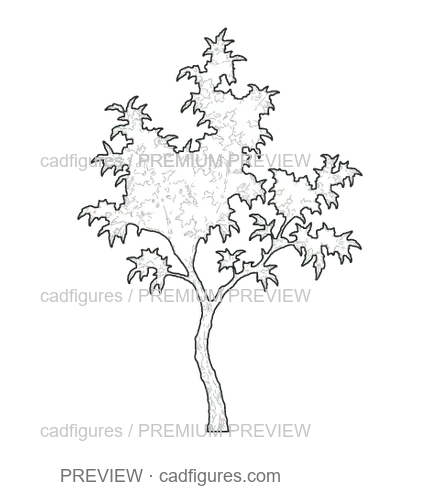 Preview: Almond tree · young tree