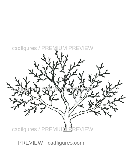 Preview: Almond tree · winter branches