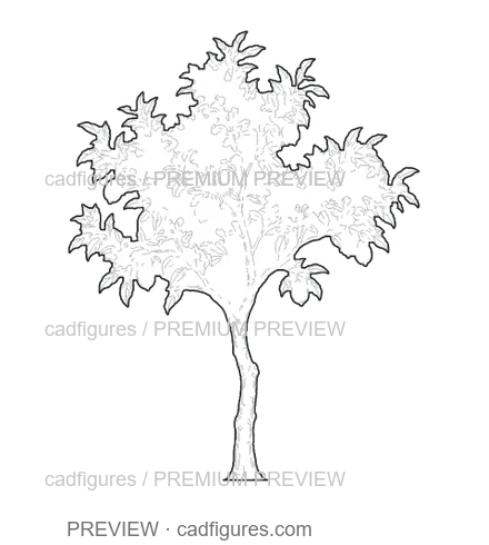 Preview: Lemon tree · young tree