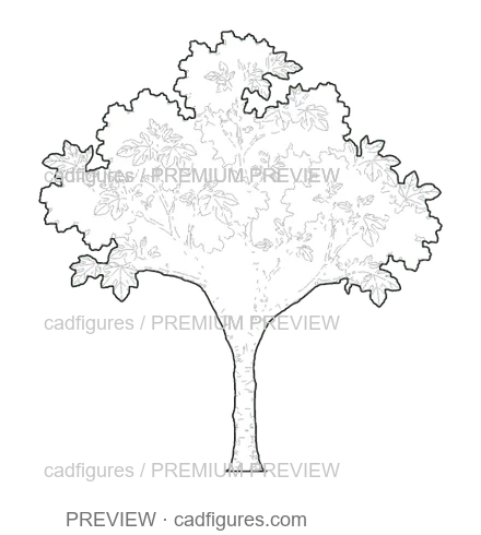 Preview: Fig tree · young tree