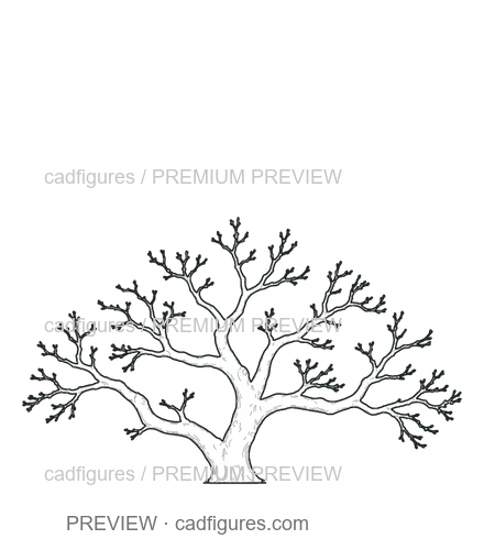 Preview: Fig tree · winter branches