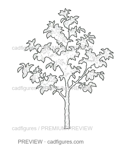 Preview: Apple tree · young tree