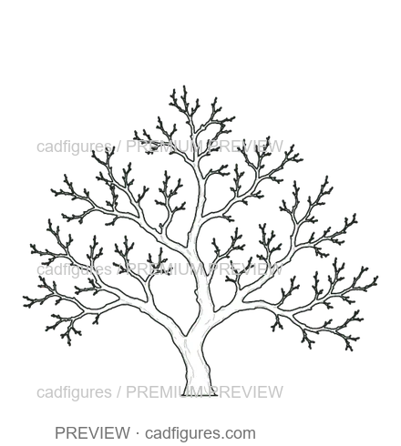Preview: Apple tree · winter branches