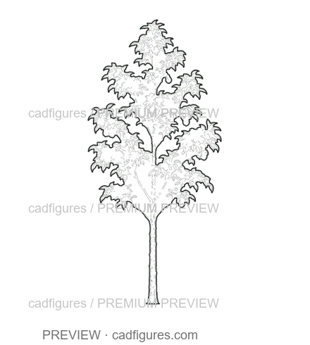 Preview: Pear tree · young tree