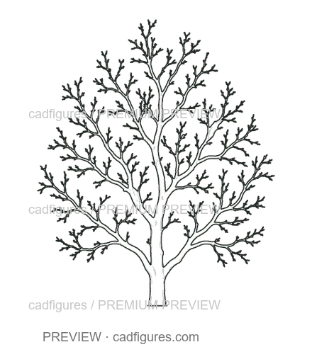 Preview: Pear tree · winter branches