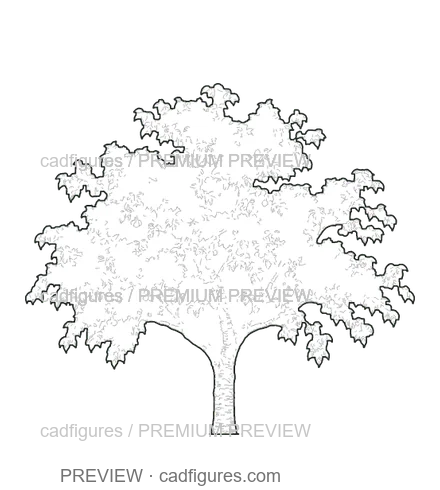 Preview: Sweet cherry tree