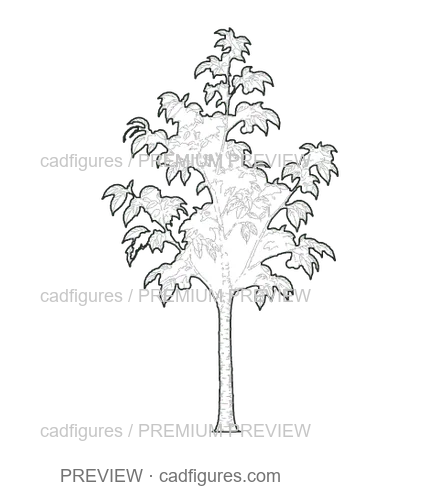Preview: Sweet cherry tree · young tree