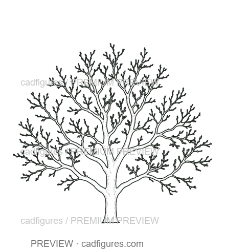 Preview: Sweet cherry tree · winter branches