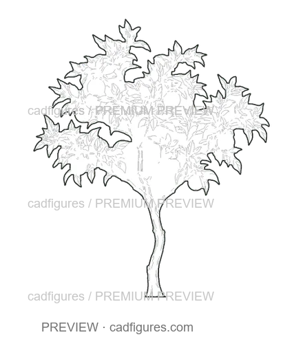 Preview: Orange tree · young tree
