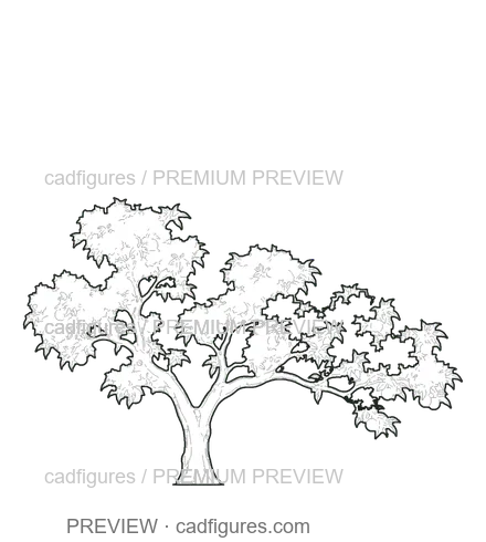 Preview: Orange tree · open asymmetric crown