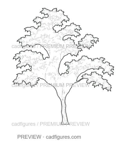 Preview: Japanese maple · young tree