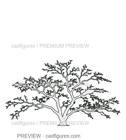 Preview: Japanese maple · winter branches