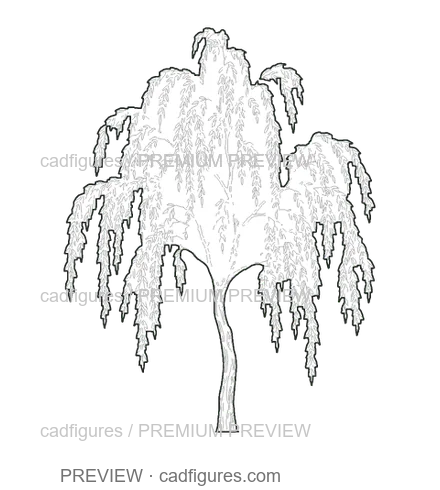Preview: Weeping willow · young tree