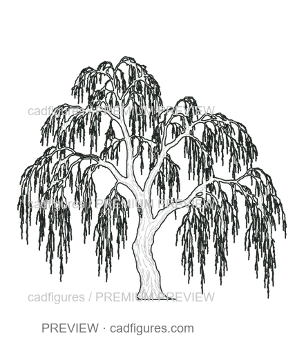 Preview: Weeping willow · winter branches