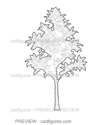 Preview: Southern magnolia · young tree