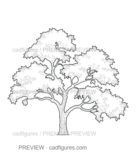 Preview: Southern magnolia · open asymmetric crown