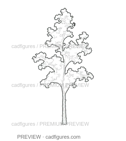 Preview: Ginkgo · young tree