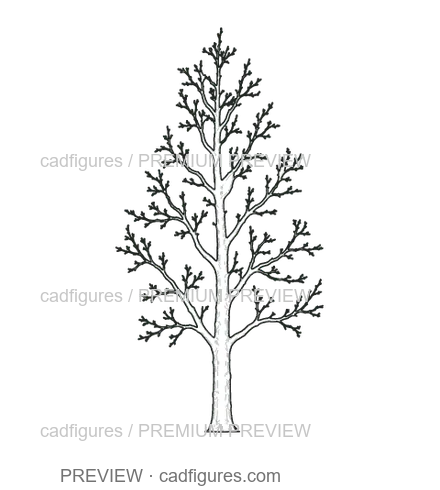 Preview: Ginkgo · winter branches
