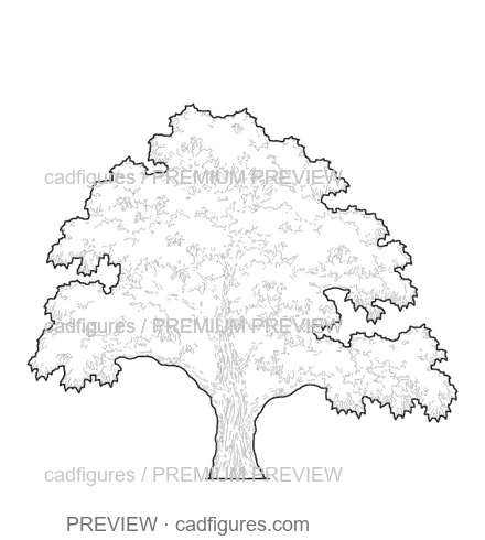 Preview: Sweet chestnut